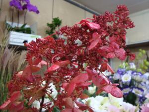 花材も秋色になってきました！｜「フラワーカドヤ」　（福井県福井市の花キューピット加盟店 花屋）のブログ